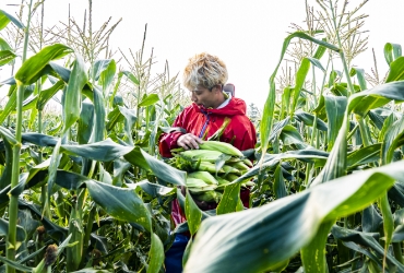 とうもろこし畑の画像